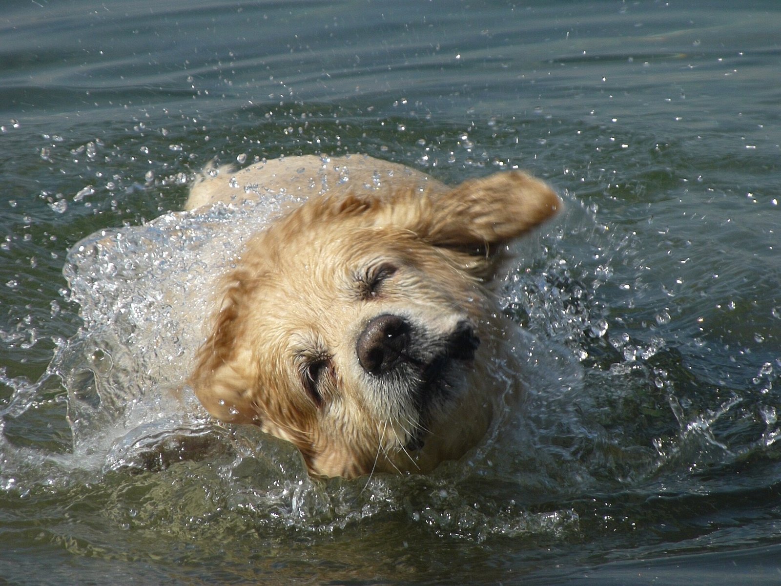 Labrador Retriever — foto de referência