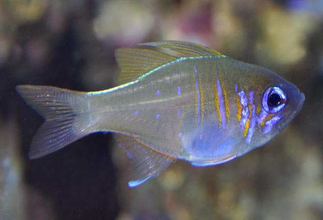 Threadfin Cardinalfish
