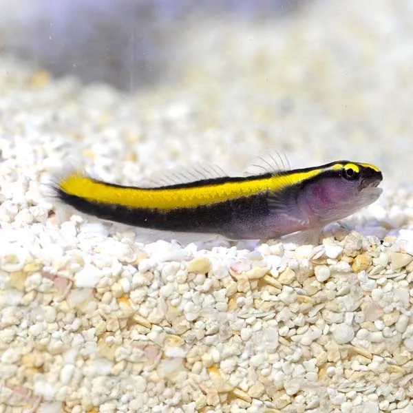 Neon Goby Yellow
