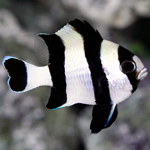 4 Stripe Damsel — foto de referência