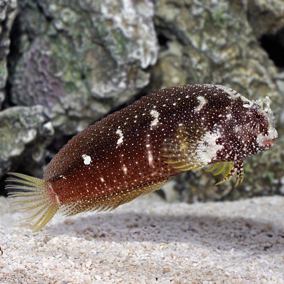 Starry Blenny — foto de referência