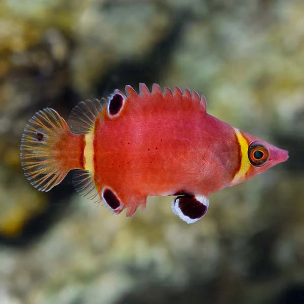 Possum Wrasse — foto de referência