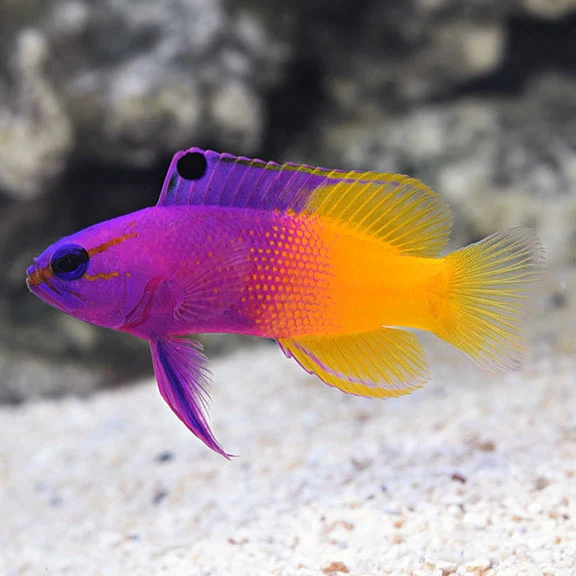 Royal Gramma Basslet — foto de referência