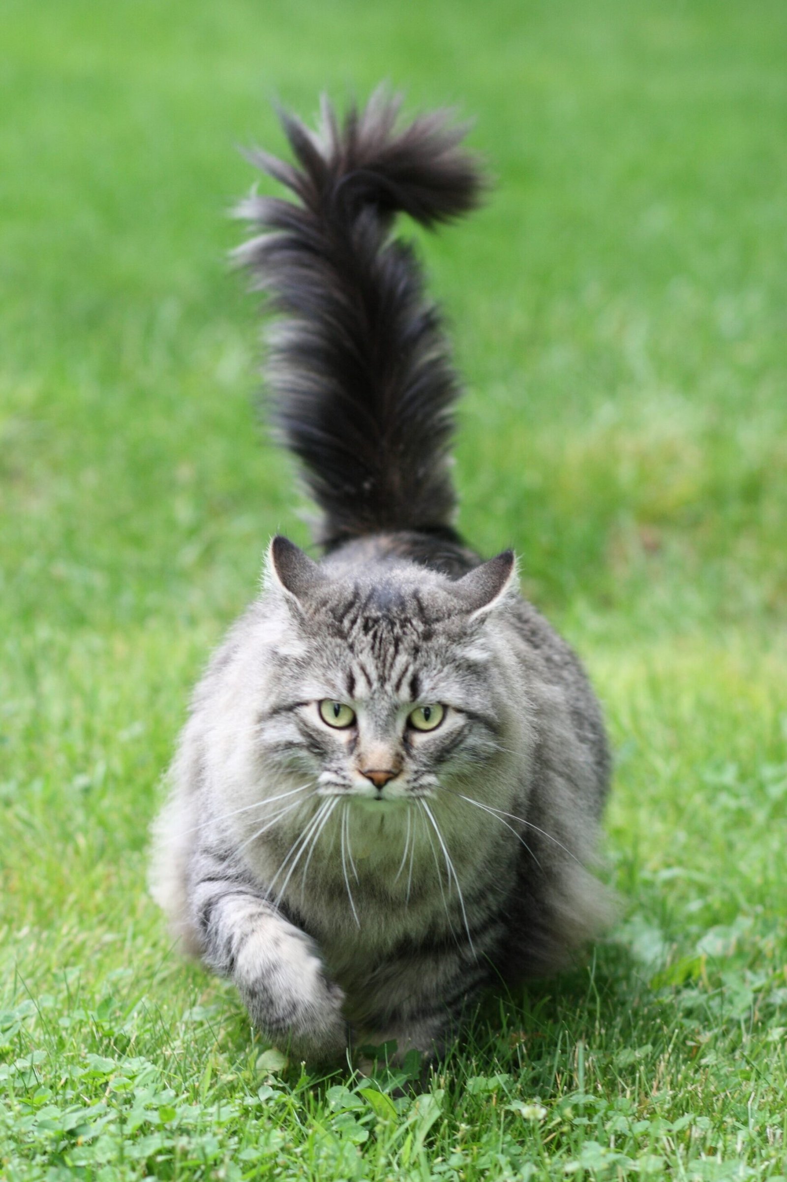 Maine Coon — foto de referência