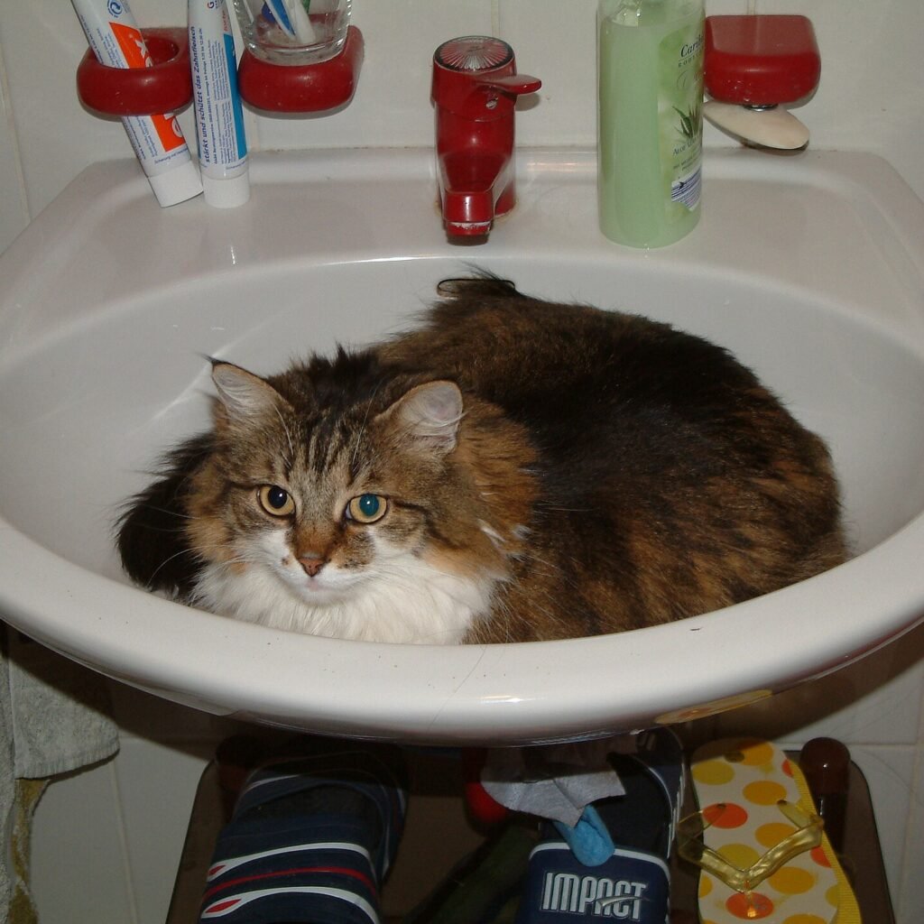Maine Coon