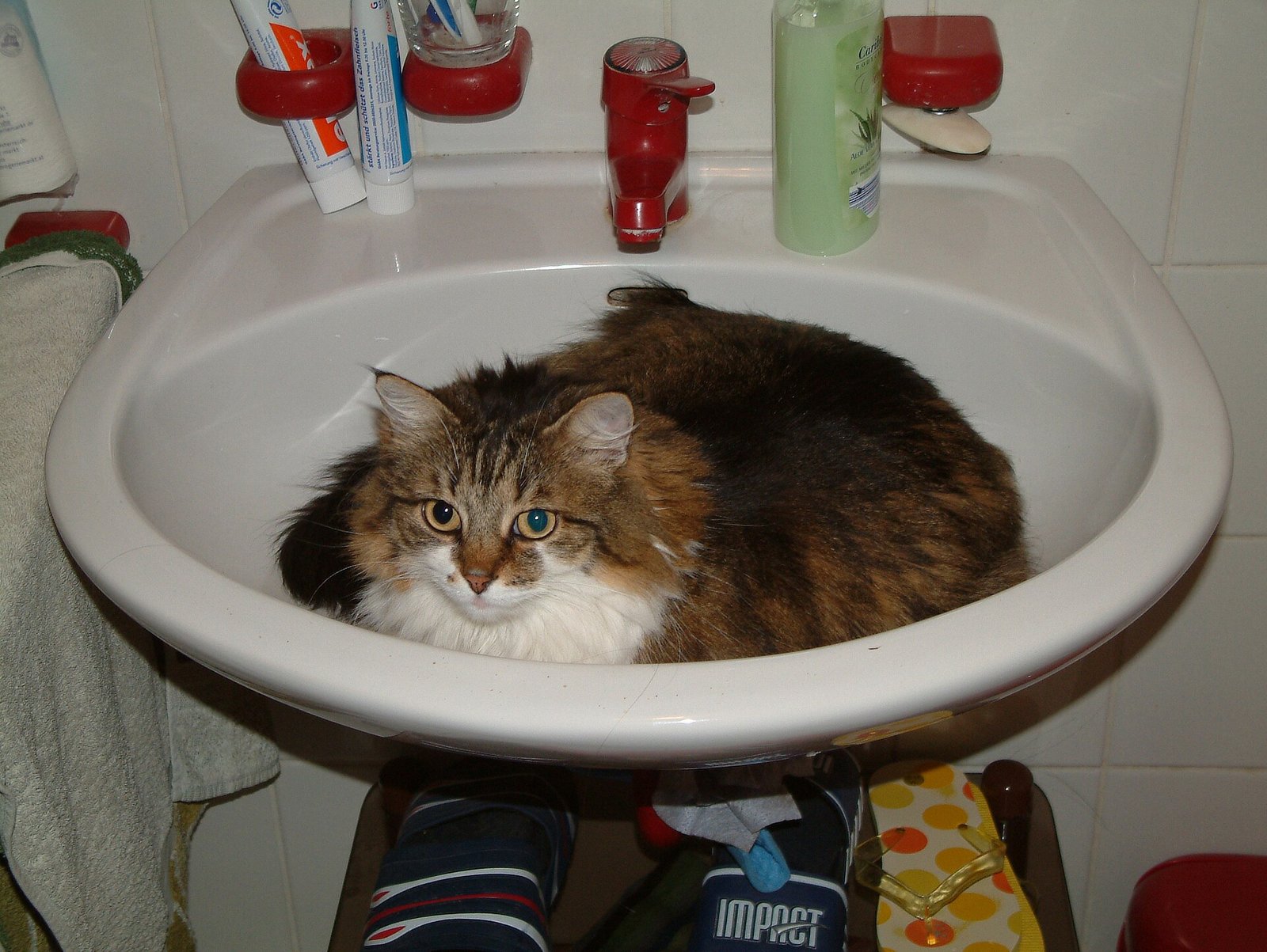 Maine Coon — foto de referência