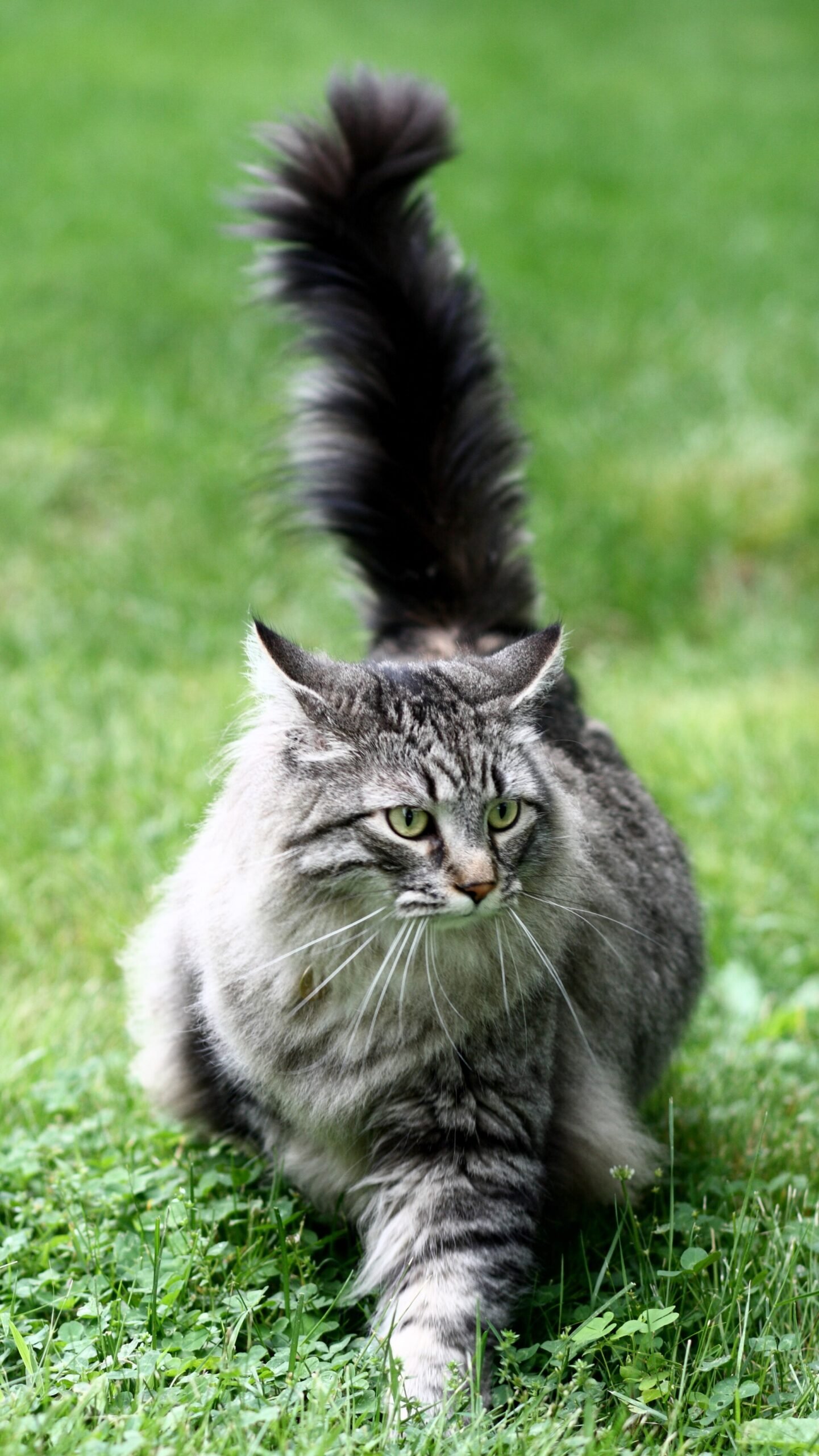 Maine Coon — foto de referência