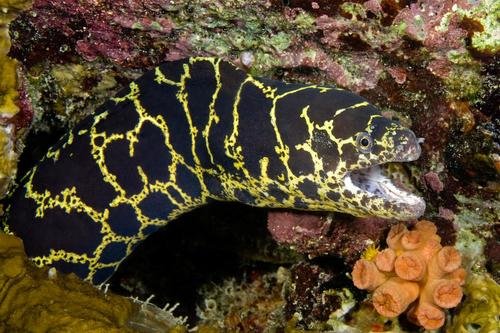 Chainlink Moray — foto de referência
