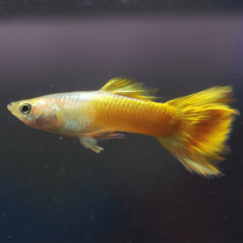 Guppy Micariff Yeloow (casal) — foto de referência