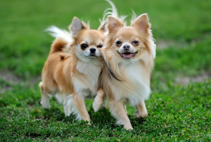 Chihuahua