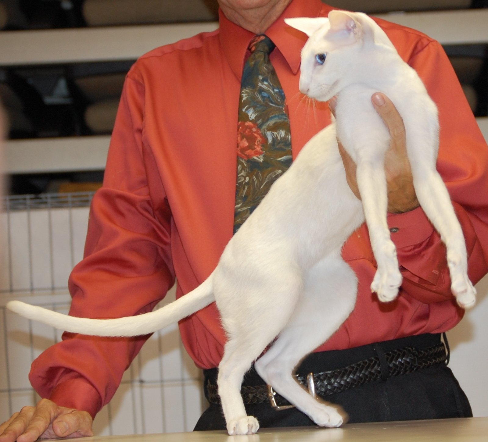 Oriental Shorthair — foto de referência