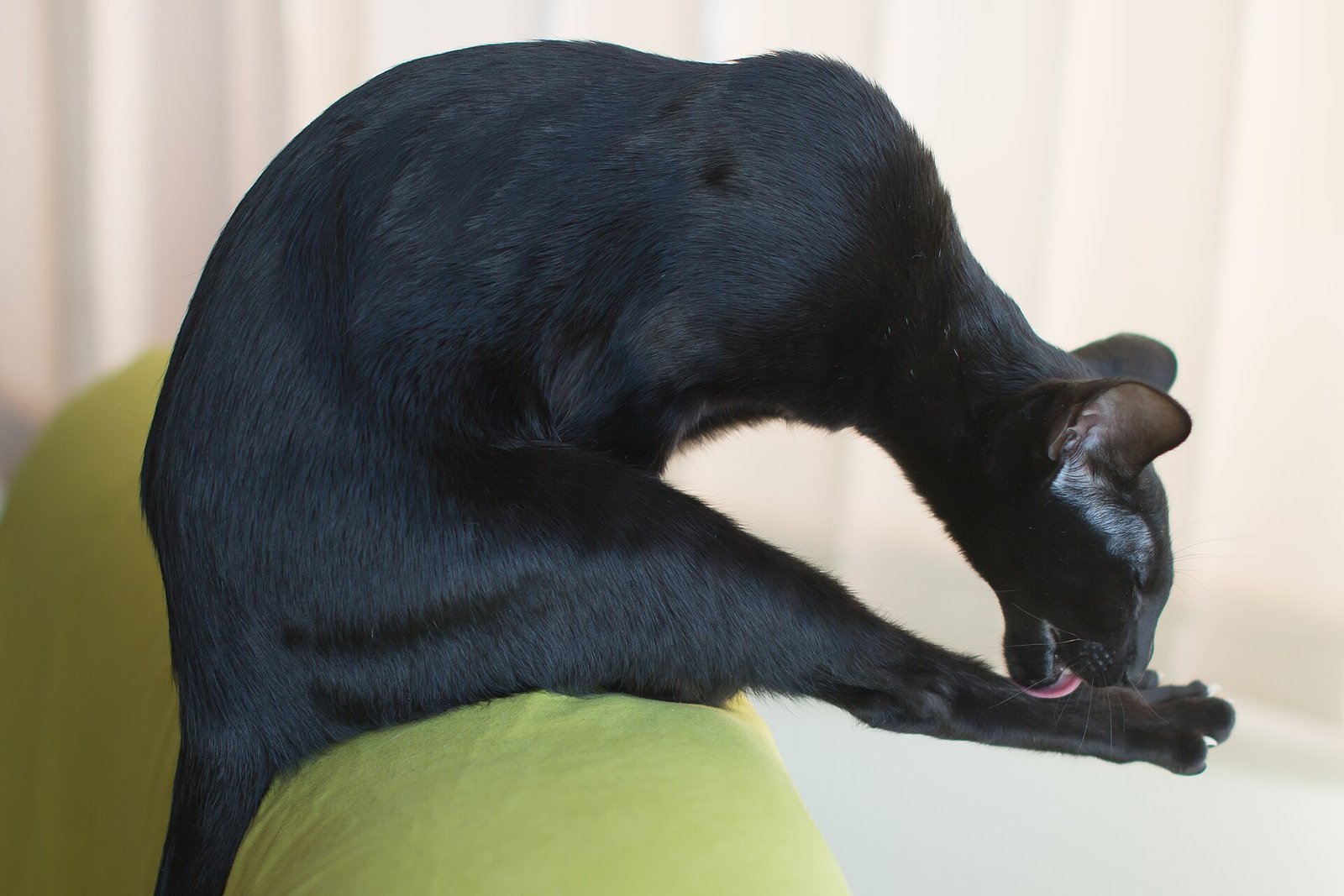 Oriental Shorthair — foto de referência