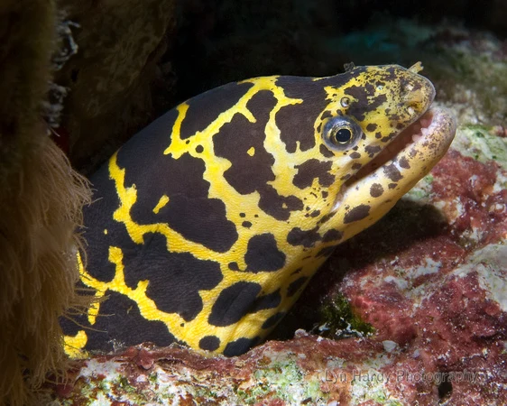 Chainlink Moray