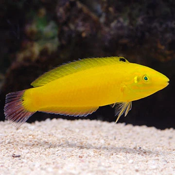 Yellow Coris Wrasse — foto de referência