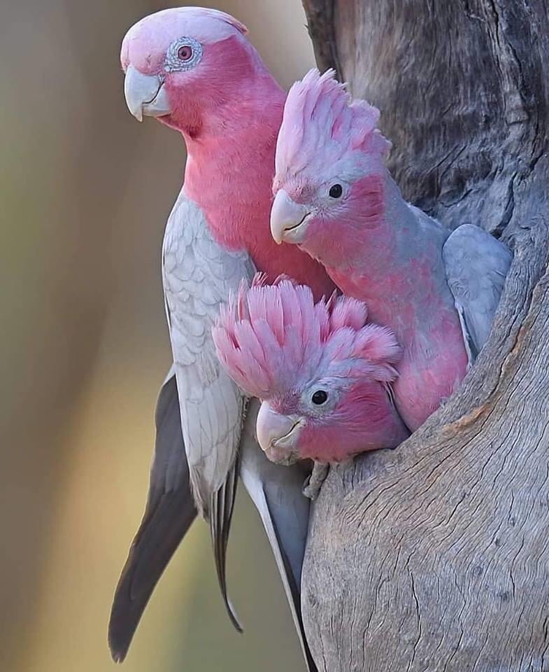 Cacatua Galah — foto de referência