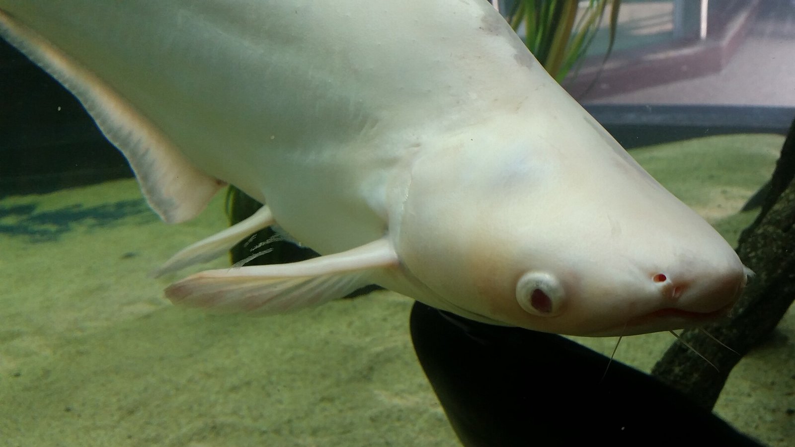 Pangasius — foto de referência