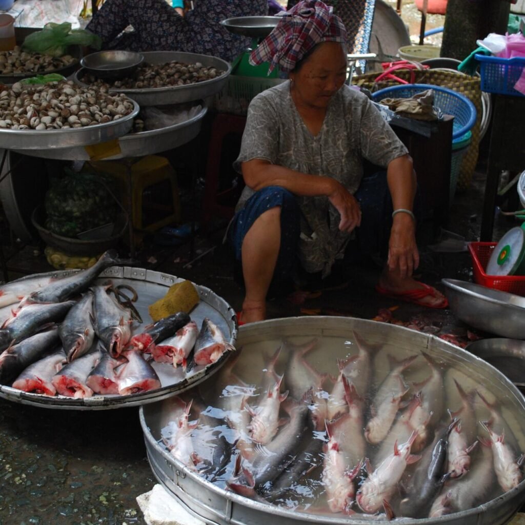 Pangasius — foto de referência