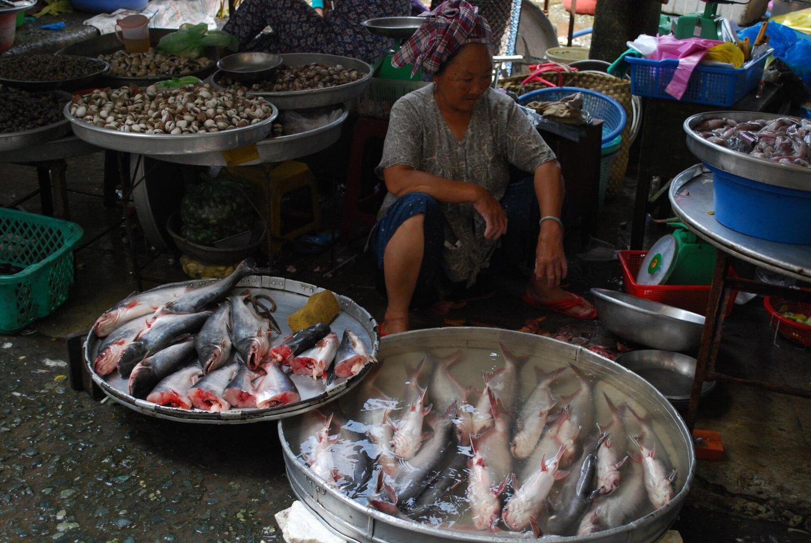 Pangasius — foto de referência