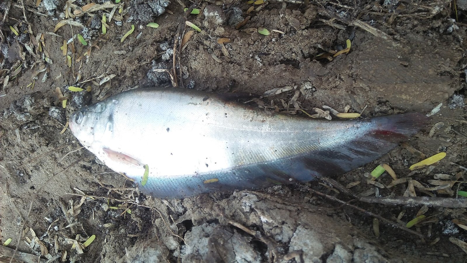 Pangasius — foto de referência