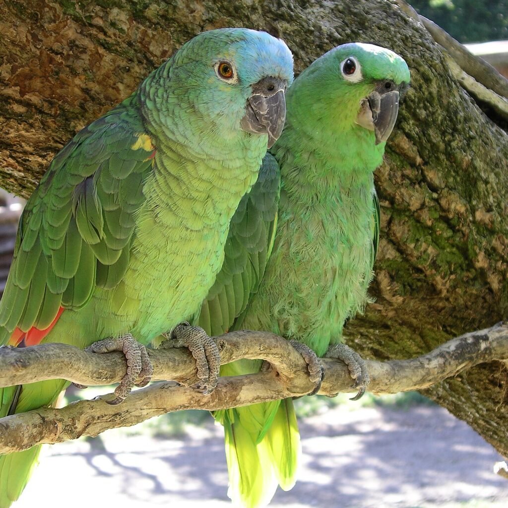 Papagaio-verdadeiro