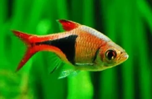 Rasbora Arlequim — foto de referência