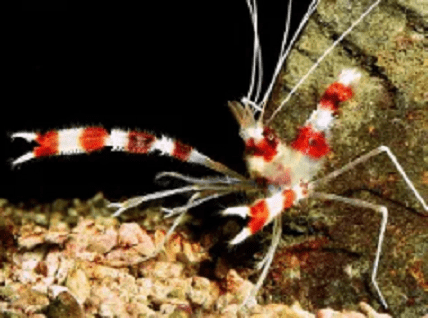 Camarão Stenopus — foto de referência