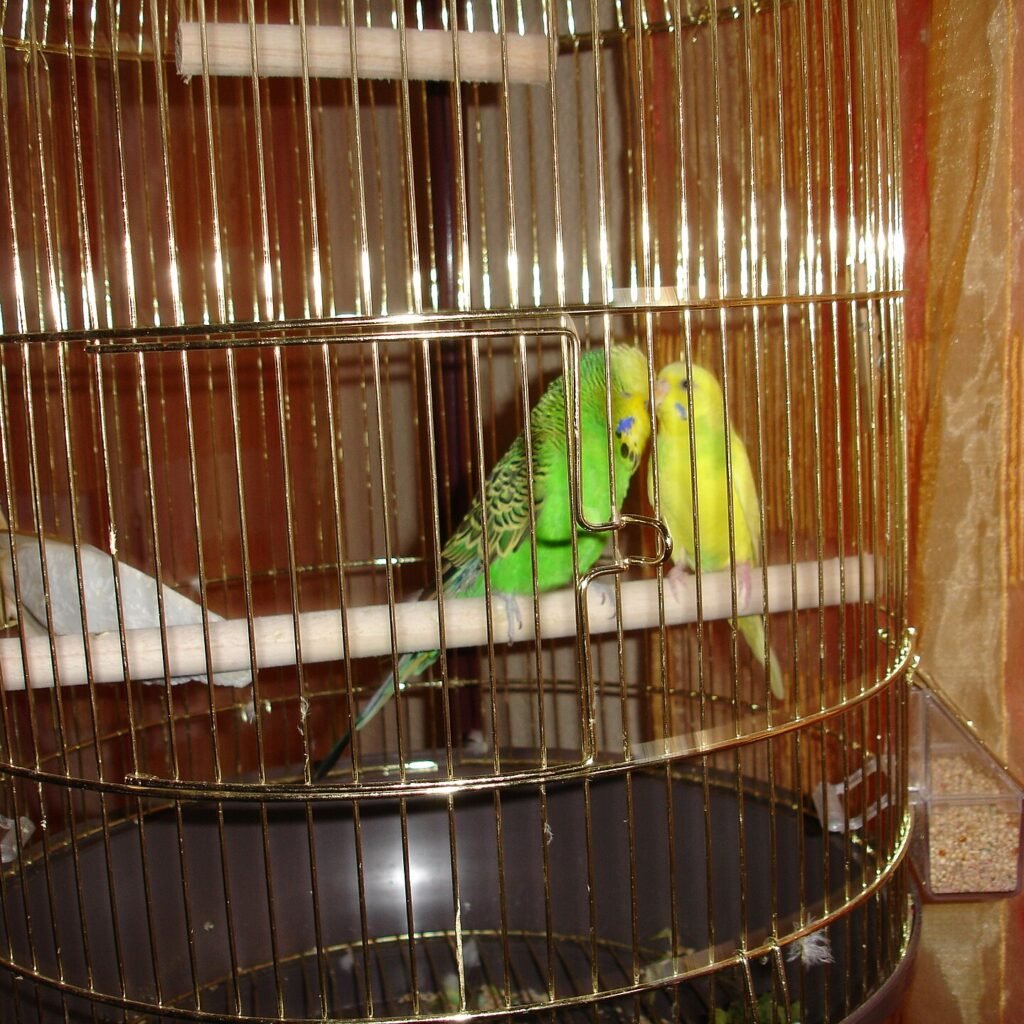Periquito Australiano