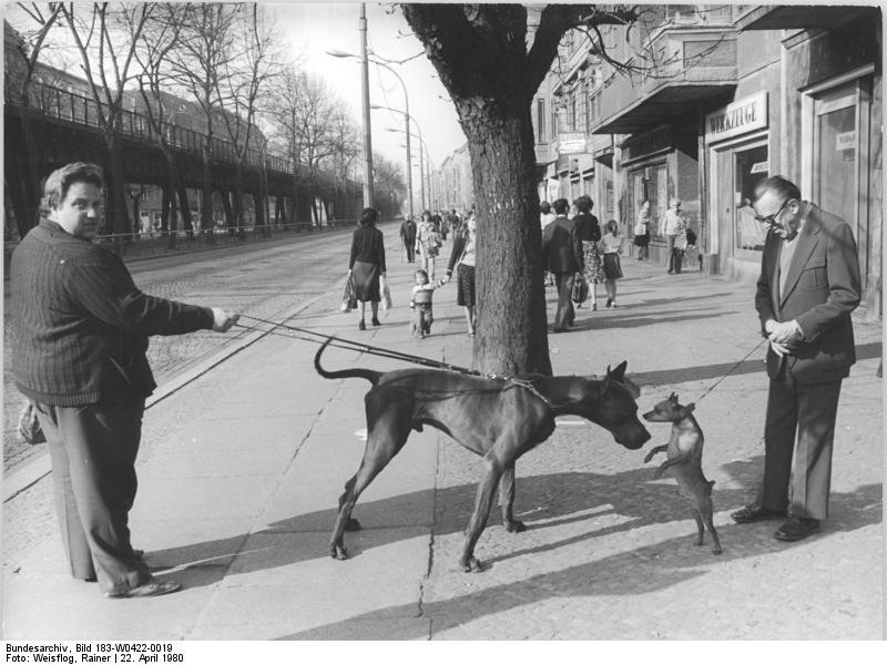 Pinscher Miniatura