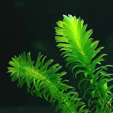 Planta Natural Elodea — foto de referência