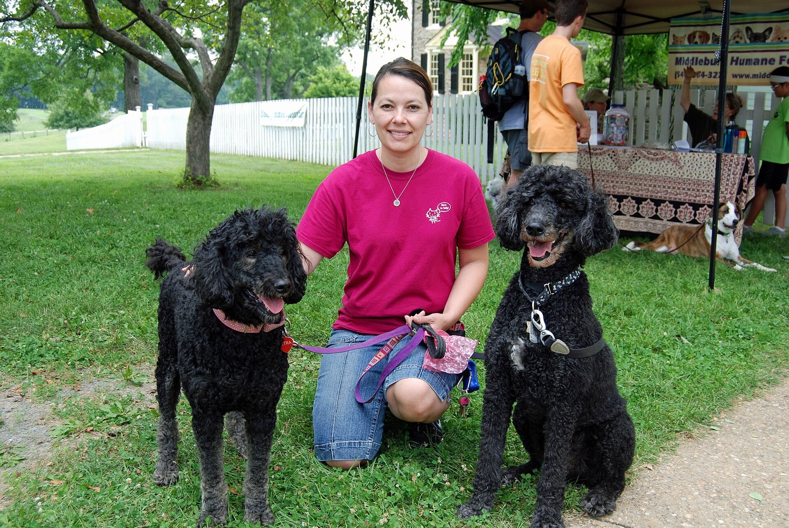 Poodle — foto de referência