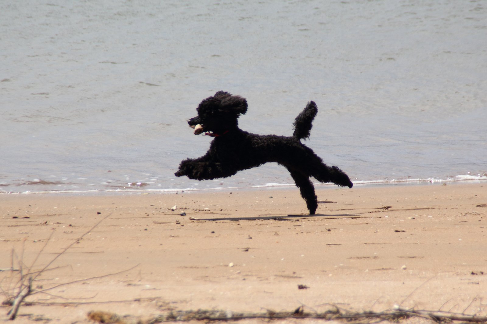 Poodle — foto de referência