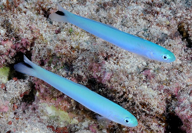 Blue Gudgeon Dartfish