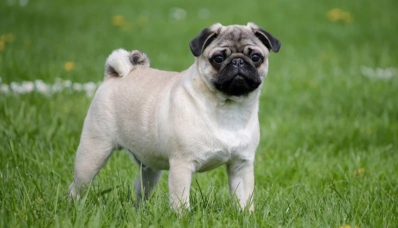 Pug