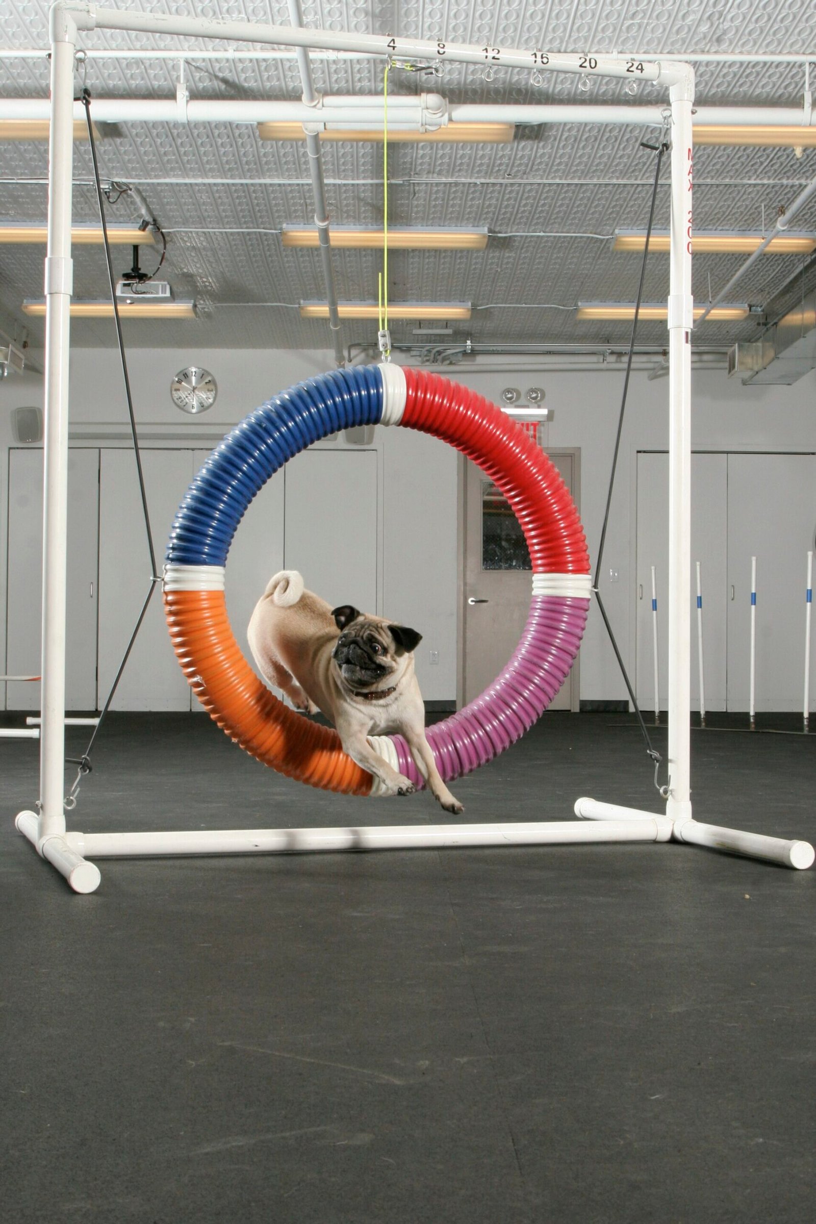 Pug — foto de referência