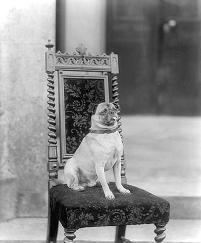 Pug — foto de referência