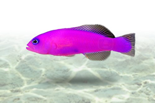 Purple Dottyback — foto de referência