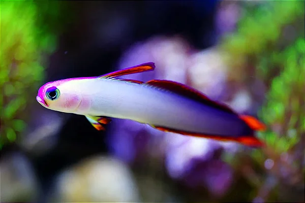 Purple Firefish — foto de referência