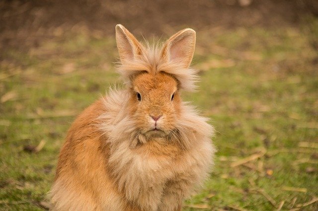 Coelho Lionhead — foto de referência