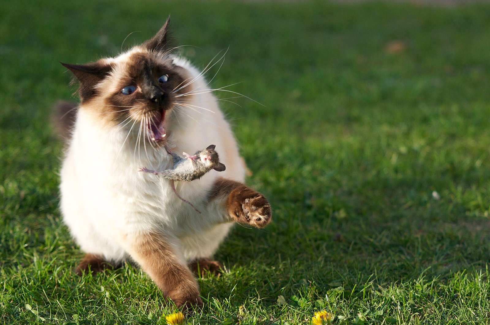 Ragdoll — foto de referência
