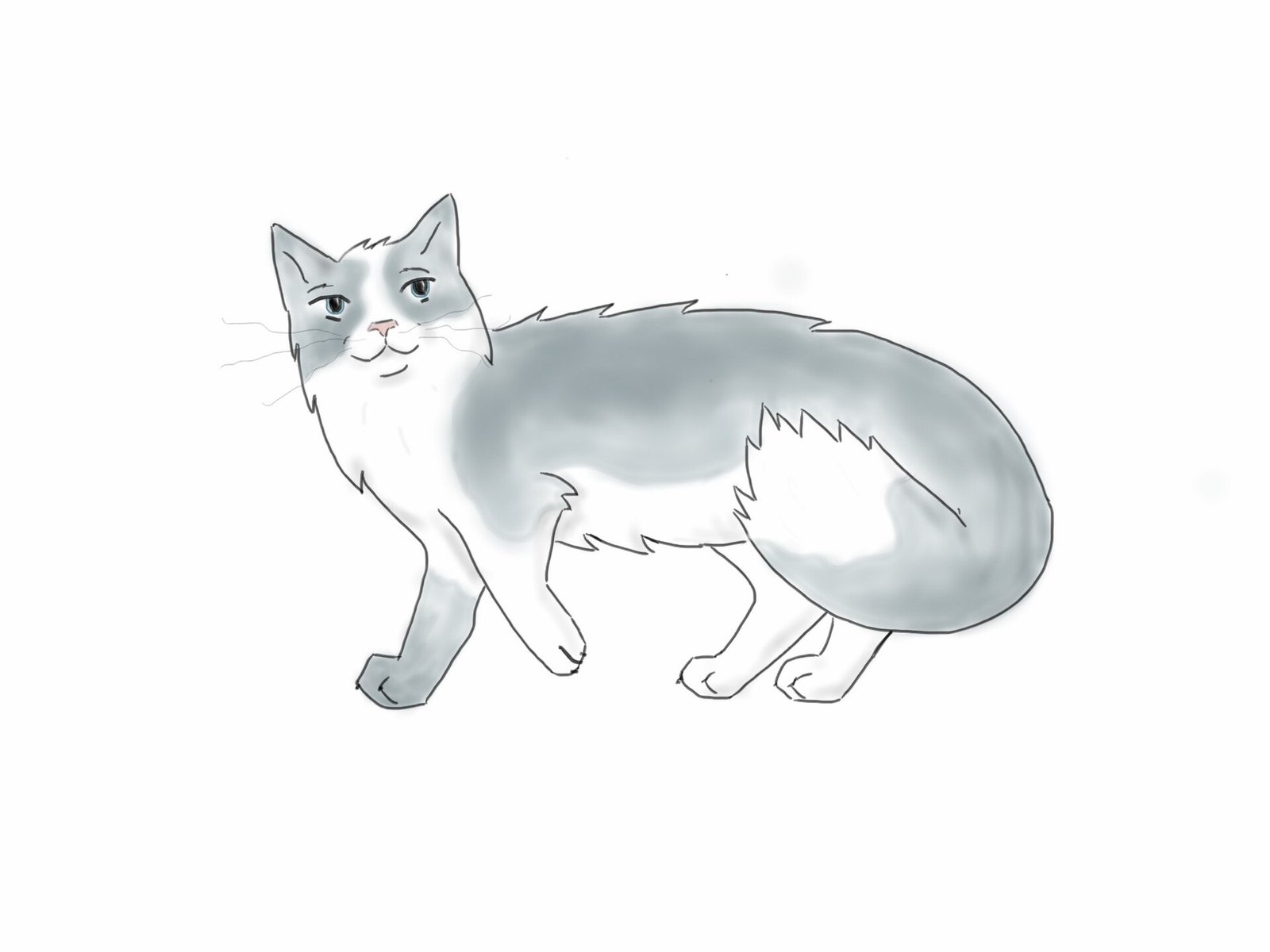 Ragdoll — foto de referência