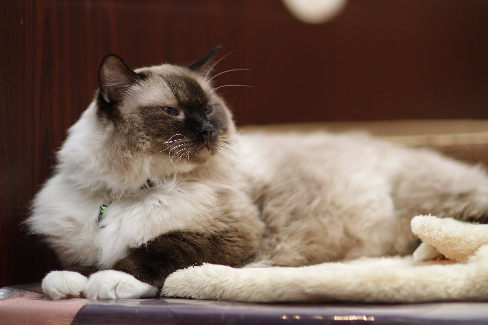 Ragdoll — foto de referência