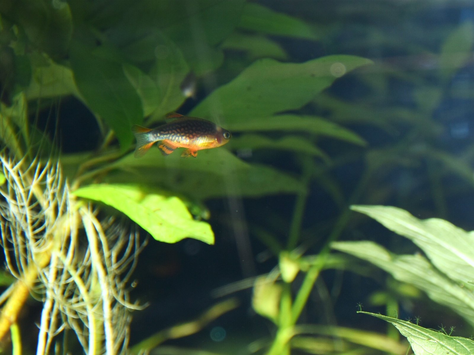 Rasbora Galaxy (Danio margaritatus) — foto de referência