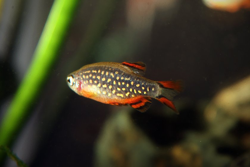 Rasbora Galaxy (Danio margaritatus)
