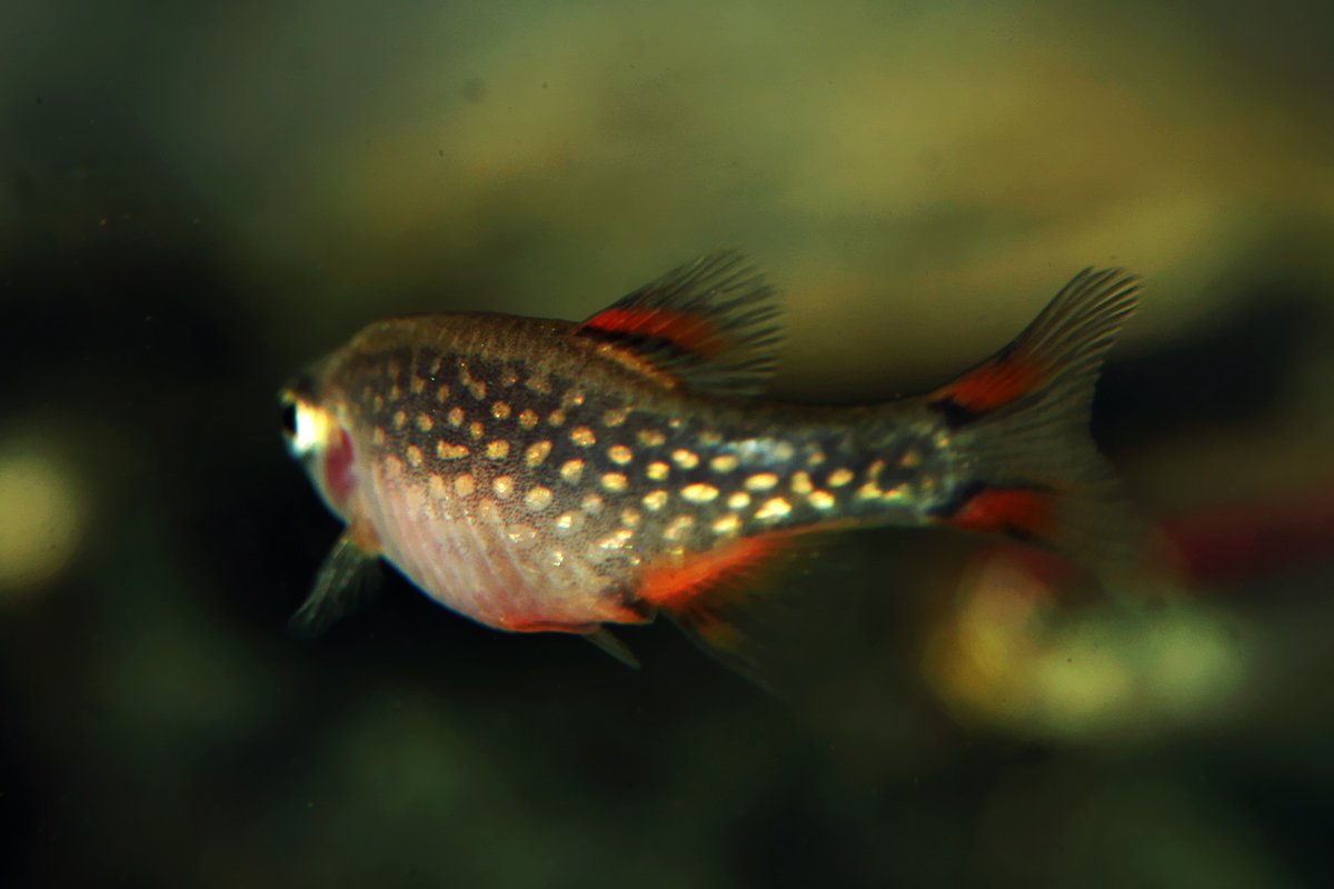 Rasbora Galaxy (Danio margaritatus) — foto de referência