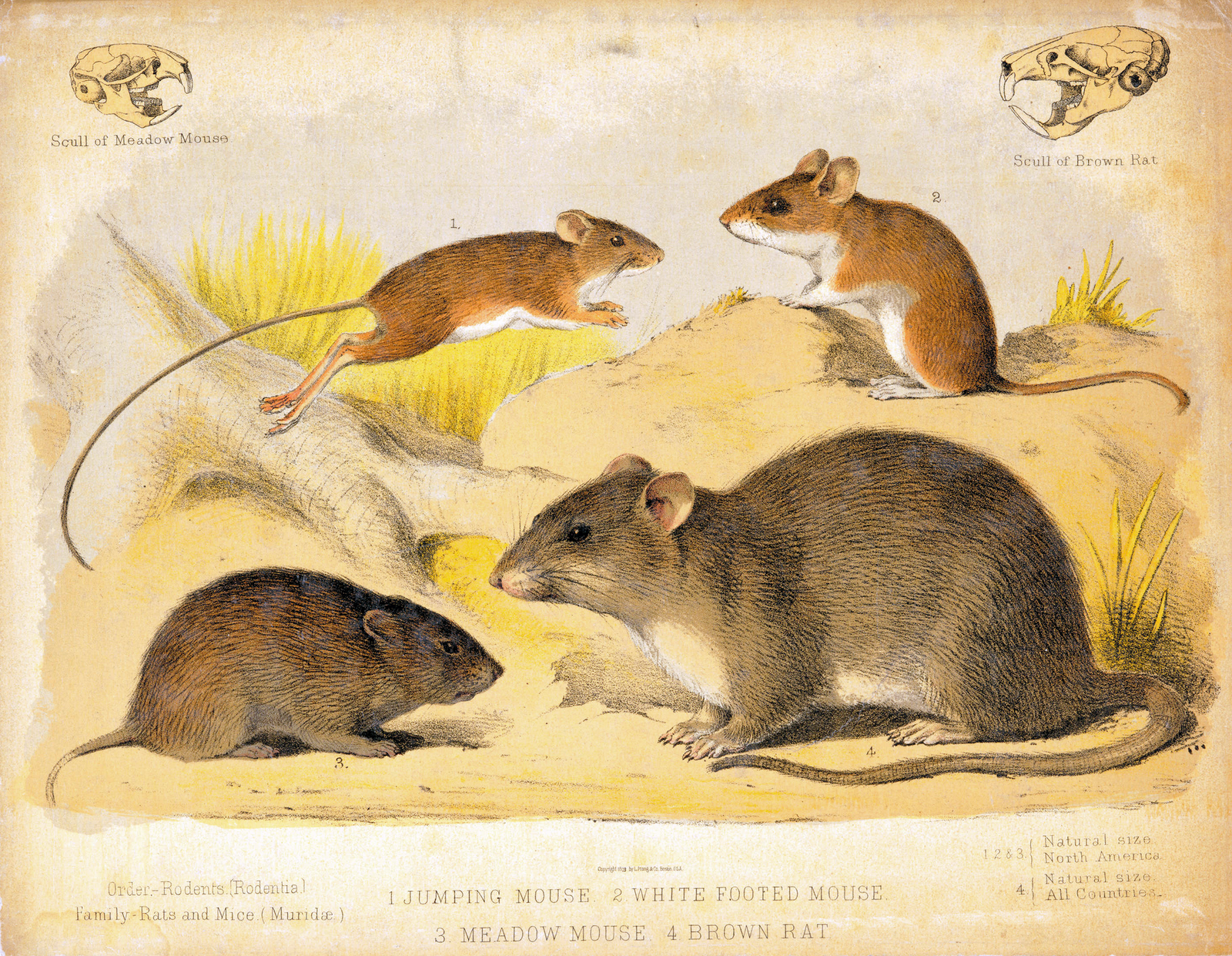 Rato Doméstico — foto de referência