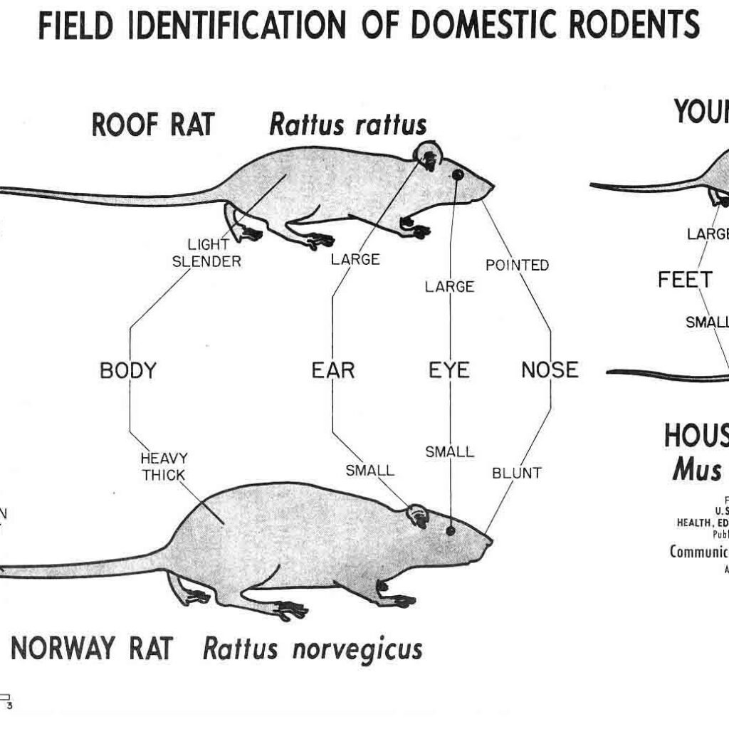 Rato Doméstico