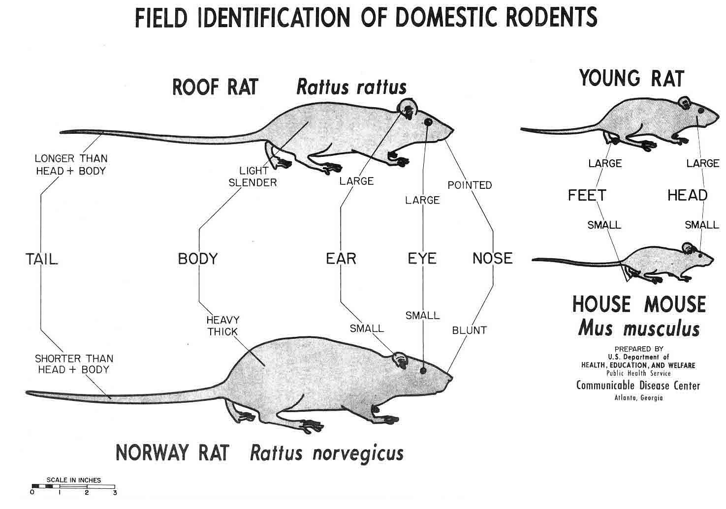 Rato Doméstico — foto de referência