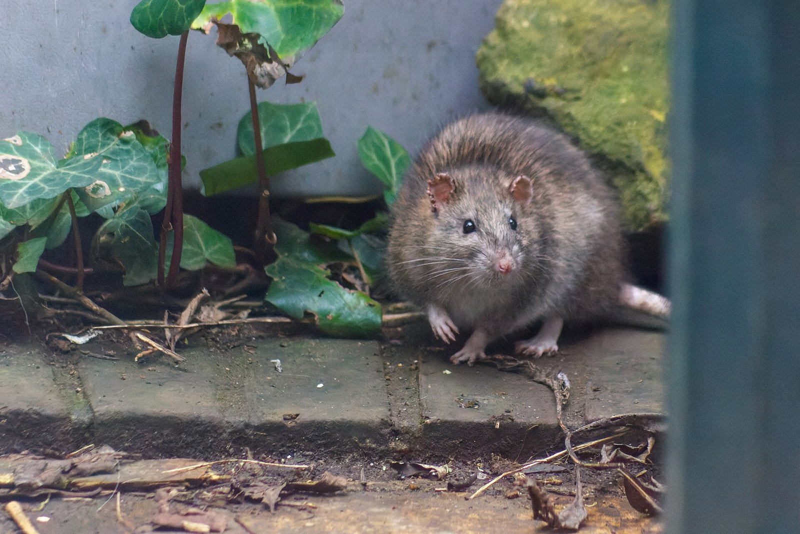 Rato Doméstico — foto de referência