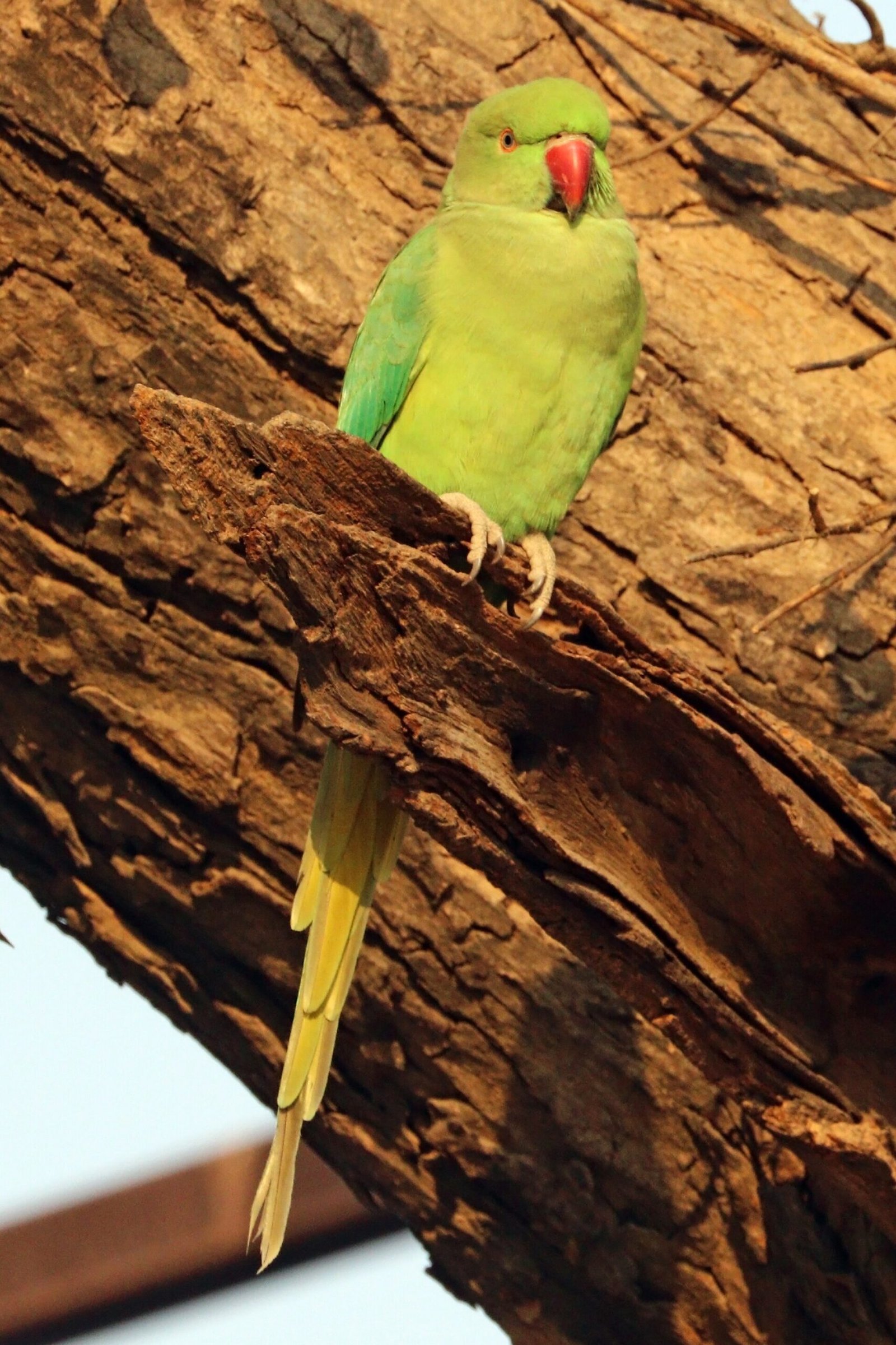Ring Neck — foto de referência