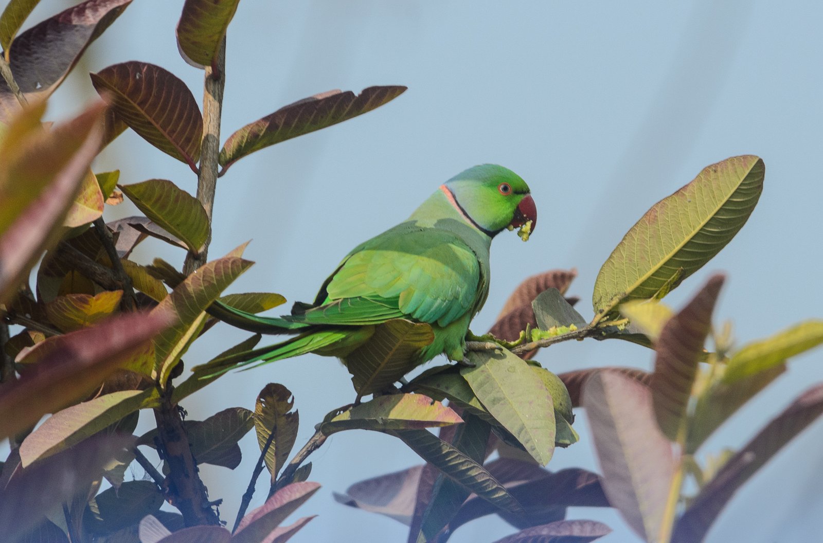 Ring Neck — foto de referência